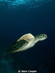 Green sea turtle by Sean Cooper 